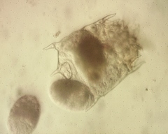Plationus patulus