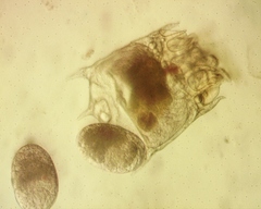 Plationus patulus