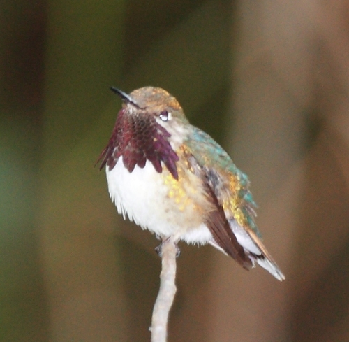 Bumblebee Hummingbird (Birds of Oaxaca, Mexico - Wild Latitudes Tour ...