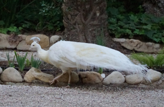 Pavo cristatus