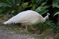 Pavo cristatus