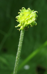 Ranunculus caucasicus