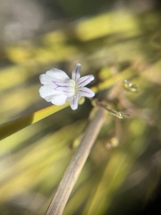 Nemesia diffusa diffusa