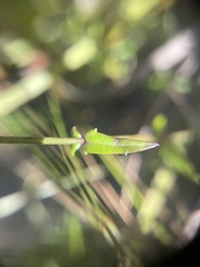 Nemesia diffusa diffusa
