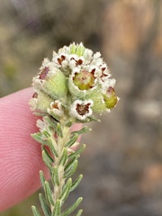 Phylica purpurea pearsonii