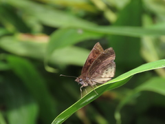 Nisoniades cauca