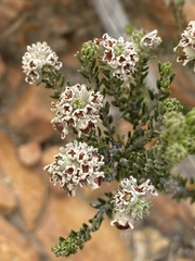 Phylica purpurea pearsonii
