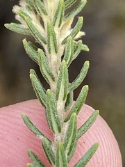 Phylica purpurea pearsonii