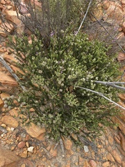 Phylica purpurea pearsonii