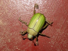 Pelidnota prasina
