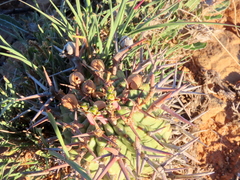 Euphorbia stellispina