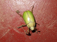 Pelidnota prasina
