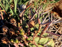 Euphorbia stellispina