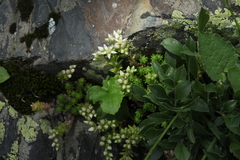 Sedum gracile