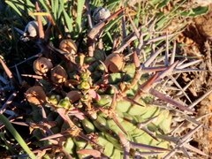 Euphorbia stellispina