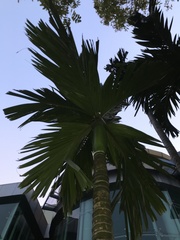 Areca