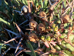 Euphorbia stellispina