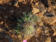 Euphorbia stellispina