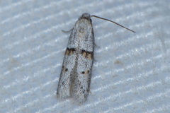 Symmocoides oxybiella