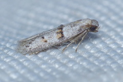 Symmocoides oxybiella