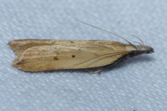 Dichomeris limosellus