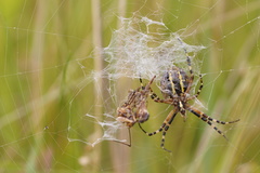 Argiope bruennichi