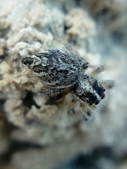 Trydarssus pantherinus