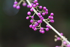 Callicarpa cathayana