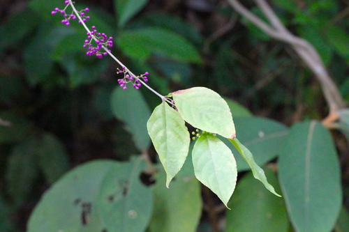 Callicarpa cathayana, photograph 6