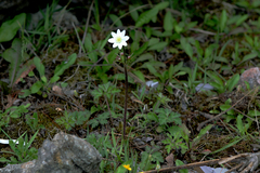 Eriocapitella rivularis