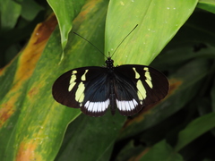 Heliconius cydno cydnides