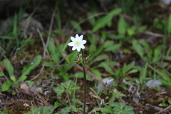 Eriocapitella rivularis