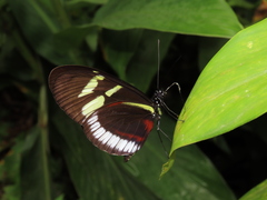 Heliconius cydno cydnides