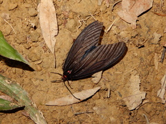 Gynautocera rubriscutellata