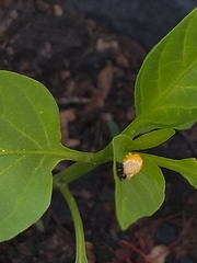 Coccinellidae