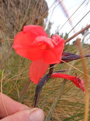 Gladiolus watsonioides