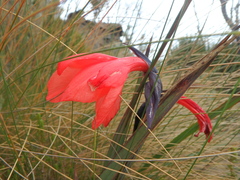 Gladiolus watsonioides