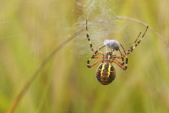 Argiope bruennichi