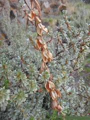 Gladiolus watsonioides