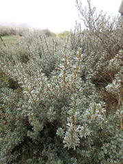 Alchemilla argyrophylla