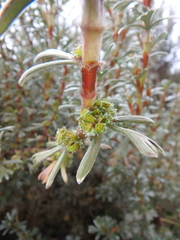 Alchemilla argyrophylla