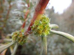 Alchemilla argyrophylla