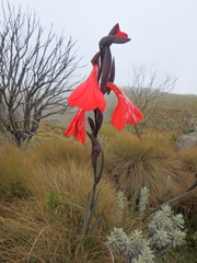 Gladiolus watsonioides