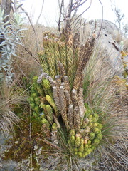 Phlegmariurus saururus