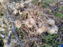 Arctium × nothum
