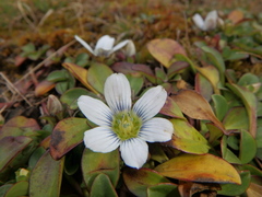 Swertia crassiuscula