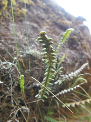 Melpomene flabelliformis