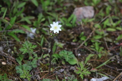 Eriocapitella rivularis