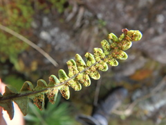 Melpomene flabelliformis