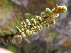 Melpomene flabelliformis